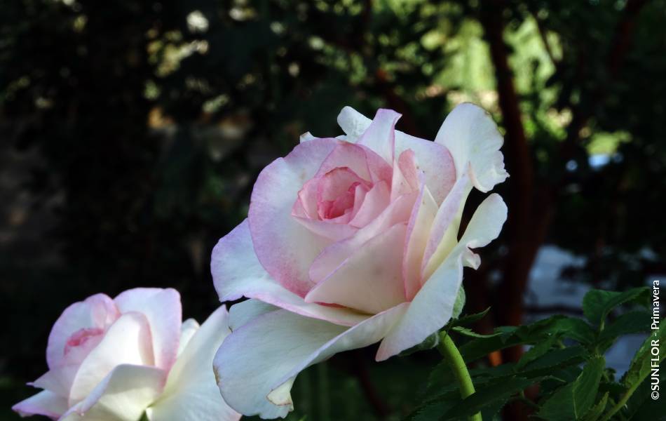 ©SUNFLOR - Primavera